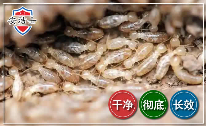 乐清白蚁防治