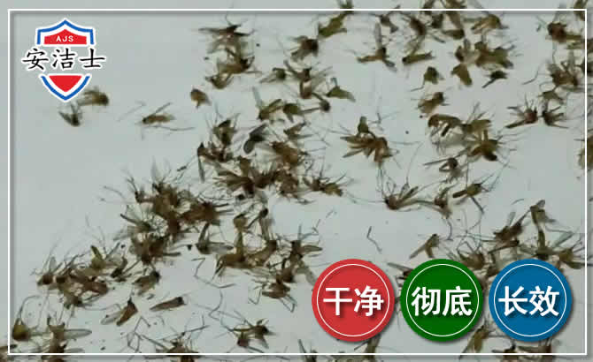 乐清苍蝇防治-灭蝇