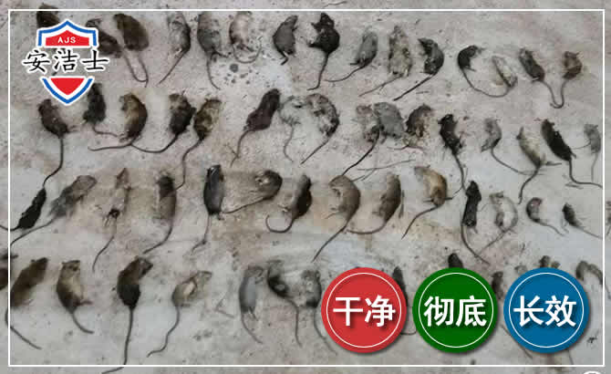 乐清鼠害防治-灭鼠