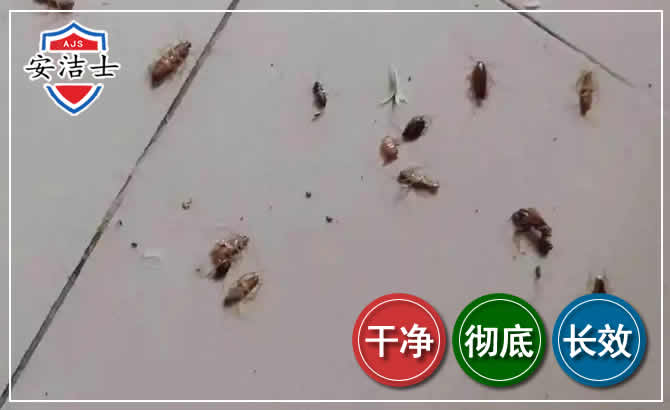乐清蟑螂防治-灭蟑螂
