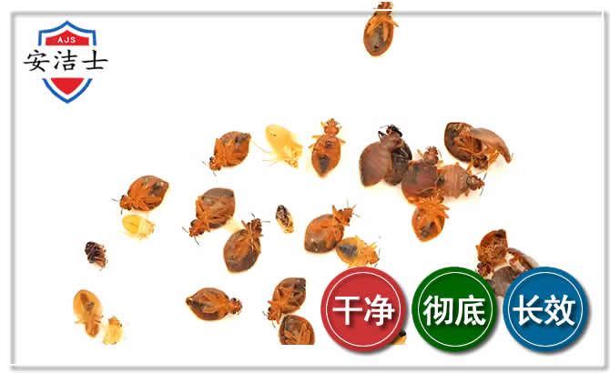 乐清臭虫防治-消灭臭虫